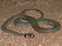 : Pseudonaja modesta; Ringed Brown Snake