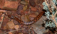 : Suta fasciata; Rosen's Snake