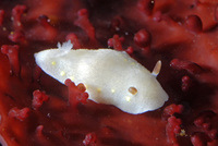 : Cadlina flavomaculata; Yellow-spot Cadlina