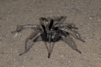 : Calisoga sp.; Funnel Web Spider