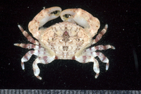 : Etisus demani