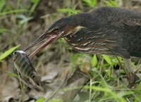 Black Bittern (Ixobrychus flavicollis)