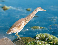 Photo of Ardeola ralloides, Rallenreiher, Squacco Heron, volavka vlasatá.