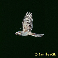 Photo of Caprimulgus europaeus, Ziegenmelker (Nachtschwalbe), Nightjar, lelek lesní.