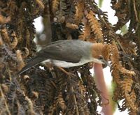 ボルネオクリミミチメドリ Chestnut-crested Yuhina Yuhina everetti