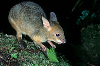 Red-legged Pademelon