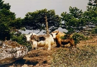 야크 Bos mutus Yaks