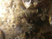Pomatoceros triqueter