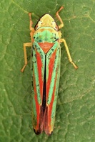 Graphocephala fennahi