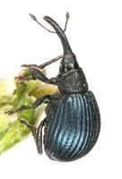 Holotrichapion pisi