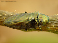 Buprestis haemorrhoidalis