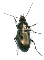 Poecilus cupreus