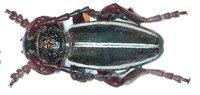 Dorcadion scabricolle scabricolle