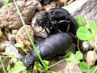 Meloe tuccius