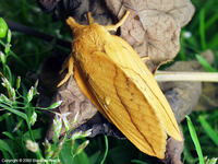 Euthrix potatoria - The Drinker