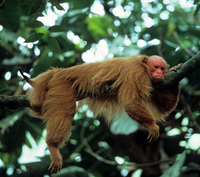 Red bald-headed uakari (Cacajao calvus rubicundus)