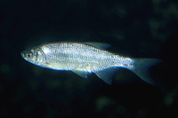 Notemigonus crysoleucas, Golden shiner: fisheries, aquaculture, aquarium, bait