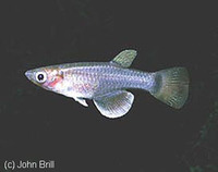 Pantanodon stuhlmanni, Eastcoast lampeye: fisheries