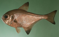 Pempheris analis, Bronze sweeper: