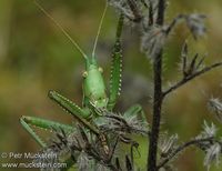 Saga pedo - Predatory Bush Cricket