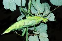 Heteropteryx dilatata - New Guinea Walking Stick