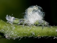 Psylla alni