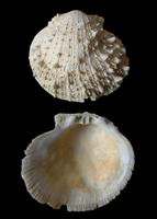 Spondylus