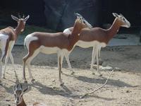 Image of: Nanger dama (dama gazelle)
