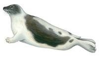 Image of: Pagophilus groenlandicus (harp seal)