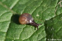 Vitrina pellucida - western glass-snail