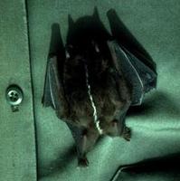 Image of: Platyrrhinus brachycephalus (short-headed broad-nosed bat)