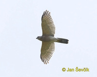 Accipiter badius - Shikra