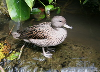 Anas flavirostris - Speckled Teal