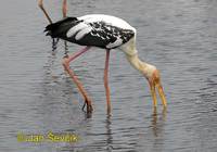 Mycteria leucocephala - Painted Stork