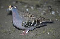 Phaps chalcoptera - Common Bronzewing