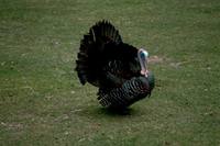 Meleagris gallopavo silvestris - Eastern Wild Turkey