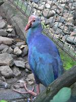 Porphyrio porphyrio - Purple Gallinule