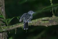 Thamnophilus punctatus - Slaty Antshrike