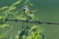 Spiza americana - Dickcissel