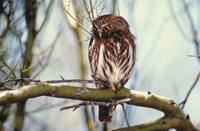 Glaucidium brasilianum cactorum - Cactus Ferruginous Pygmy-Owl