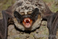 Vespertilio murinus - Parti-coloured Bat