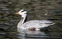 Image of: Anser indicus (bar-headed goose)