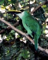 Image of: Aulacorhynchus prasinus (emerald toucanet)