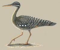 Image of: Eurypyga helias (sunbittern)