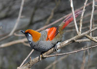 Image of: Garrulax milnei (red-tailed laughingthrush)