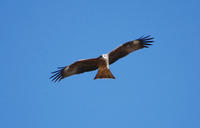 Image of: Milvus migrans (black kite)