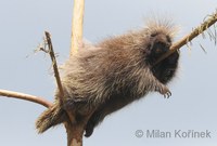 Erethizon dorsatum - North American Porcupine