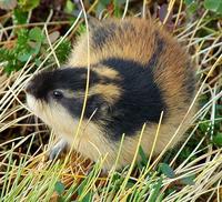 Lemmus lemmus - Norway Lemming