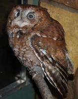Image of: Otus asio (eastern screech owl)