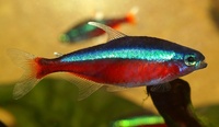 Paracheirodon axelrodi - Cardinal Tetra